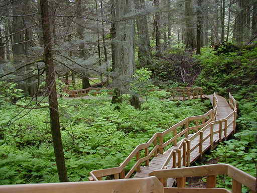 שביל עץ נגיש בתוך היער